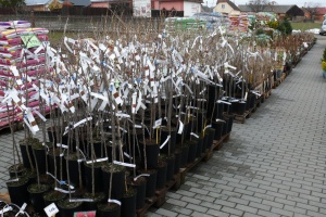 Prodej stromků a keřů 